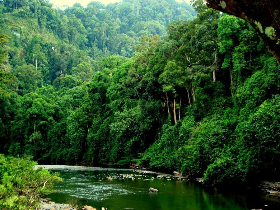 Растительность Брунея
